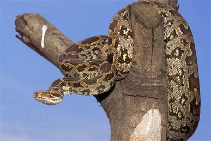 Everything You Need to Know About Black Python Snake: The Fascinating World of Python Melanoleuca