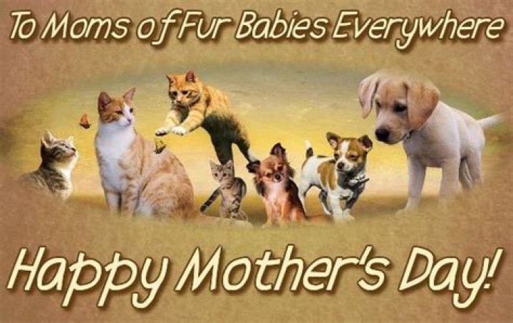 Happy Fur Mom Day: Celebrating the Unbreakable Bond Between Women and Their Furry Babies