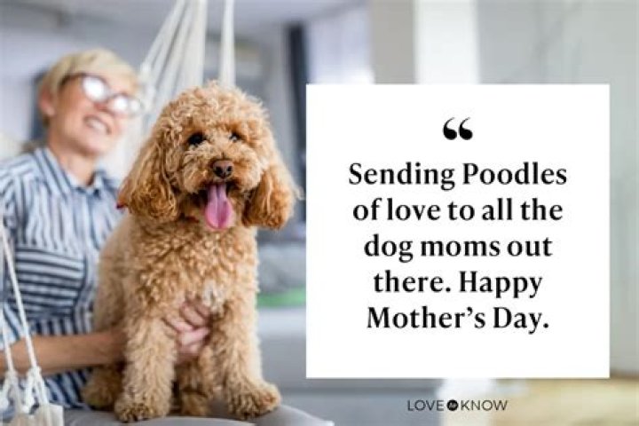 Happy Fur Mother's Day: Celebrating the Unconditional Love of Pet Moms