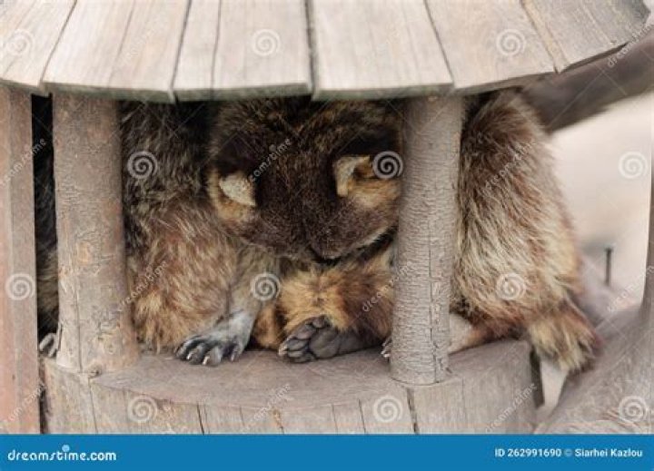 How Do Raccoons Sleep: Unveiling the Secrets of Their Resting Habits