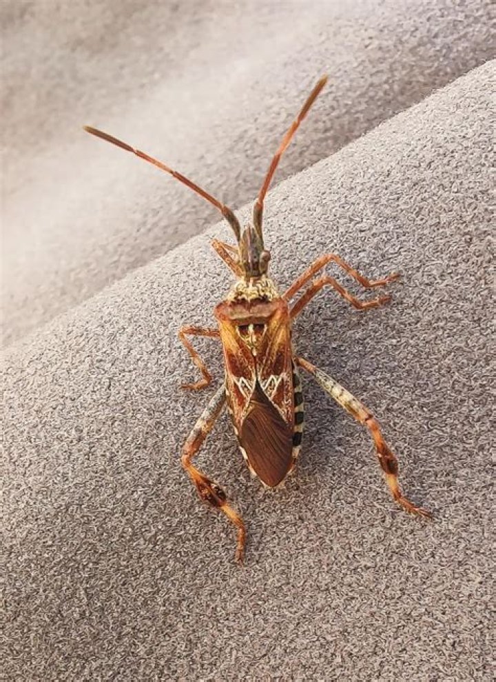 Potato Bug in Spanish: A Comprehensive Guide to Understanding This Fascinating Creature