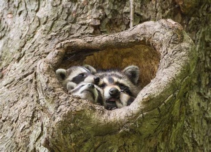 Raccoon Sleeping Habits: Unveiling Their Nocturnal Routine and Rest Patterns