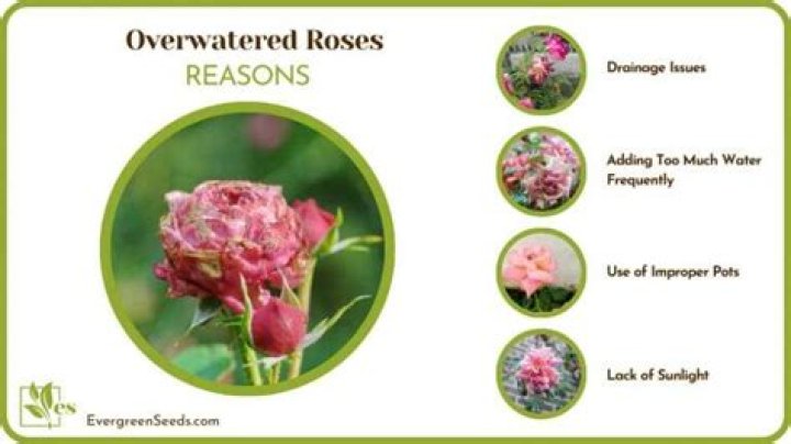 Revitalizing Underwatered Roses: A Comprehensive Guide to Reviving Your Beloved Blooms