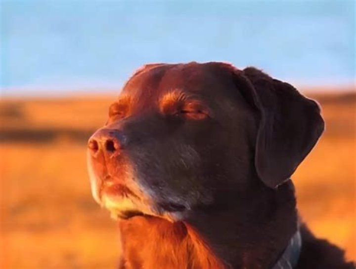The Dog Eyes Closed Meme: Unpacking the Viral Sensation