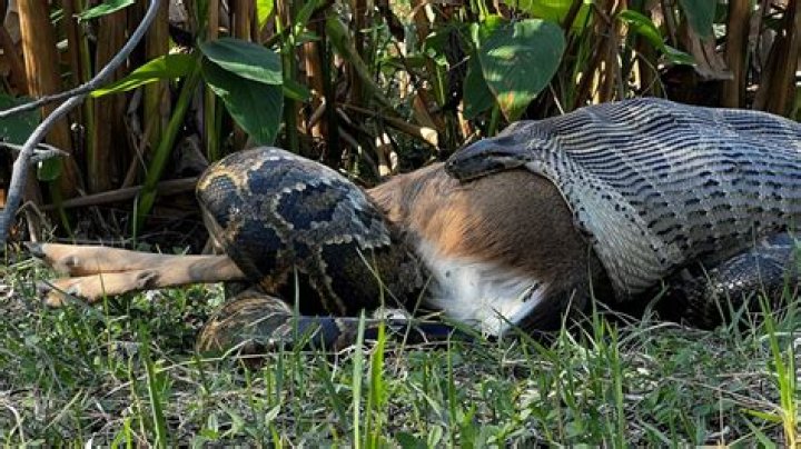 The Fascinating World of the 198 lb Burmese Python: A Deep Dive into Its Life and Habitat