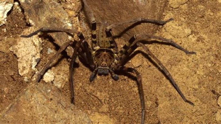 The Goliath Spider: The World's Largest Spider and Its Fascinating Secrets